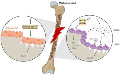The role and regulation mechanism of Chinese traditional fitness exercises on the bone and cartilage tissue in patients with osteoporosis: A narrative review